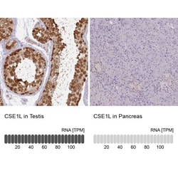 CSE1L/CAS/Exportin-2 Antibody, Novus Biologicals 0.1mL; Unlabeled:Antibodies,